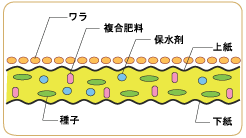 ワラ芝断面図